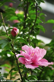 木槿