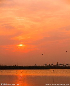 夕阳红