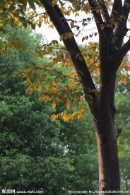 风景树