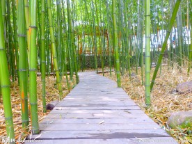 竹林小路