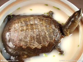 浓汤甲鱼