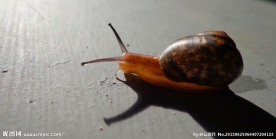 蜗牛