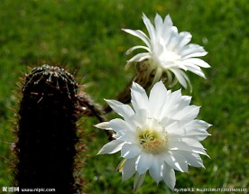 仙人球花