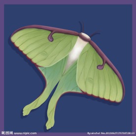 蝴蝶