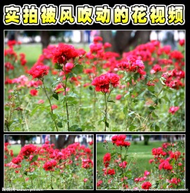 花朵视频