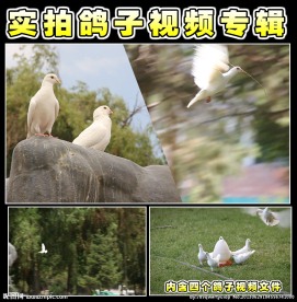 鸽子视频素材