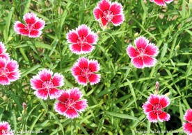 小花