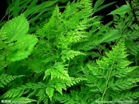 绿色植物