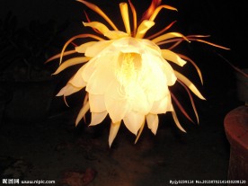 昙花