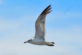 海鸥