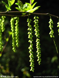 中国旌节花