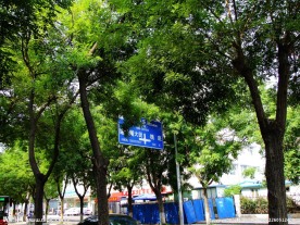 城市树荫
