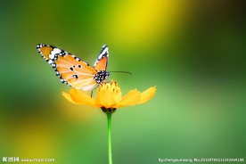 蝴蝶 黄花 昆虫