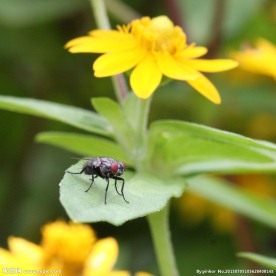 苍蝇