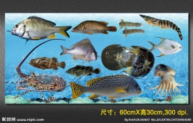 各种海鲜图