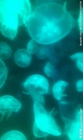 海洋水母
