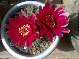仙人球花