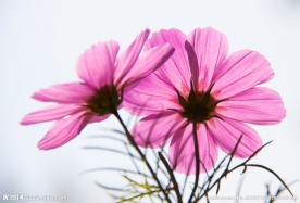 波斯菊