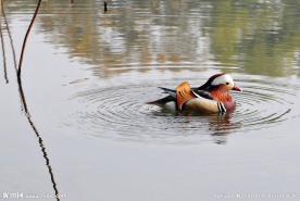 水中鸳鸯