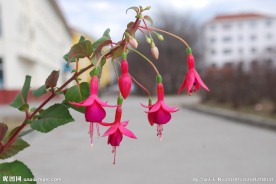 灯笼花