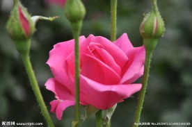 月季花