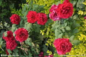 月季花