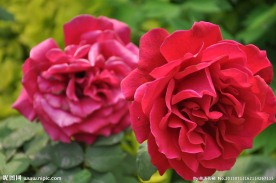 月季花