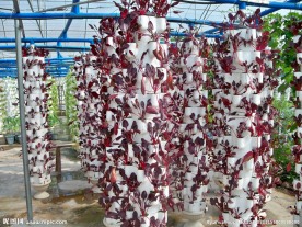 蔬菜园艺立体种植