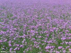 紫色花