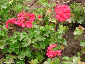 粉花