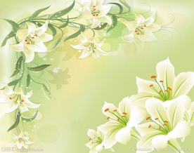 百合（合层）