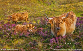 牦牛群