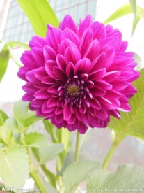 大丽花
