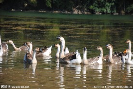 鹅游水