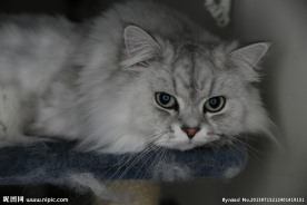 家猫