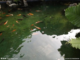 水池中的锦鲤鱼