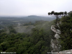 山崖松树