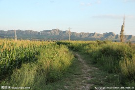 青草小路