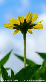 非洲菊