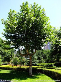 小树