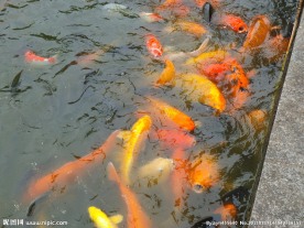 花都人民公园图片 金鱼