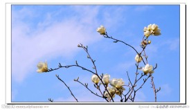 花枝