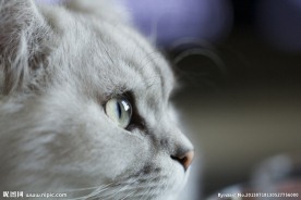 猫眼
