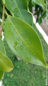 树叶 水滴