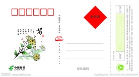 菊 明信片