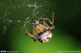 蜘蛛