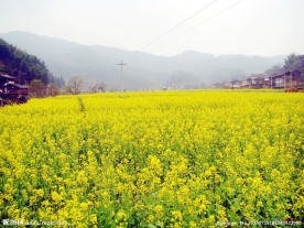 油菜花