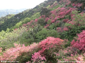 杜鹃 麻城 龟峰山