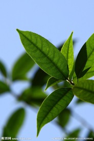 绿叶