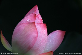 娇艳雨荷